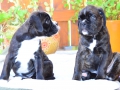 DSC_2485 – kopie